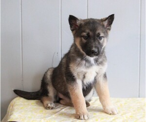 German Shepherd Dog-Siberian Husky Mix Puppy for sale in APPLE CREEK, OH, USA