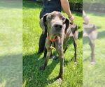Small #2 Great Dane