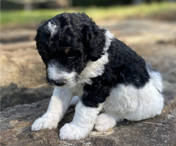 Medium Photo #3 Miniature Bernedoodle Puppy For Sale in LACEYS SPRING, AL, USA