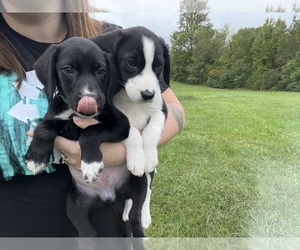 Labrador Retriever Puppy for sale in PAMPLIN, VA, USA