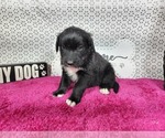 Small #7 Golden Mountain Dog