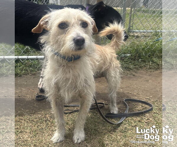 Medium Photo #1 Cairn Terrier-Unknown Mix Puppy For Sale in Washington, DC, USA