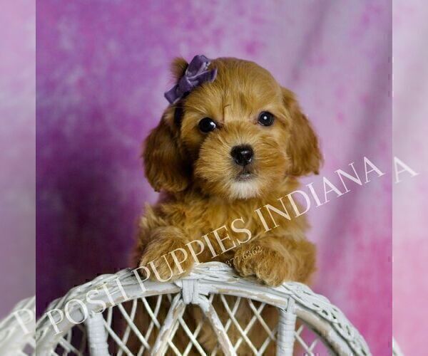 Medium Photo #9 Goldendoodle (Miniature) Puppy For Sale in WARSAW, IN, USA