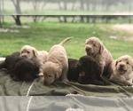 Small Photo #16 Labradoodle Puppy For Sale in JARRELL, TX, USA
