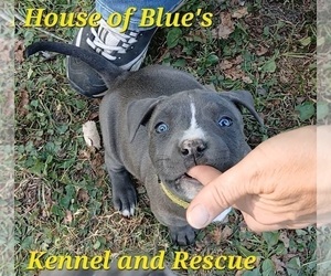 American Pit Bull Terrier Puppy for sale in DELAWARE, OH, USA