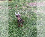 Small Photo #4 Doberman Pinscher Puppy For Sale in LAFAYETTE, TN, USA