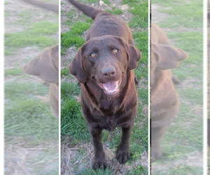 Father of the Labrador Retriever puppies born on 05/31/2025