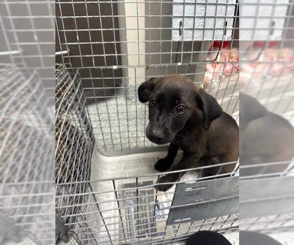 Medium Photo #1 Labrador Retriever-Unknown Mix Puppy For Sale in Pasadena, TX, USA