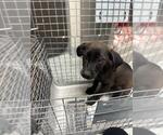 Small Labrador Retriever Mix