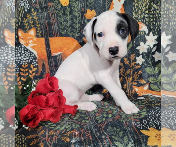 Medium Photo #9 Mutt Puppy For Sale in Holly Springs, NC, USA