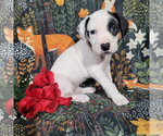 Small #8 Mutt
