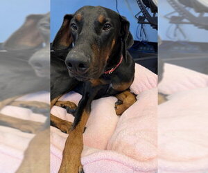 Doberman Pinscher Dogs for adoption in Rancho Cucamonga, CA, USA