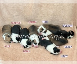 Pembroke Welsh Corgi Litter for sale in HUNTSVILLE, AL, USA