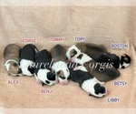 Image preview for Ad Listing. Nickname: Litter of 6