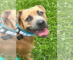 Small #3 Boxer Mix