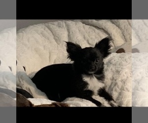 Father of the Chihuahua puppies born on 03/21/2025