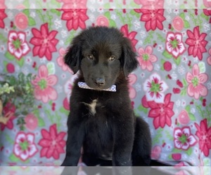 Anatolian Shepherd-Golden Retriever Mix Puppy for sale in LANCASTER, PA, USA