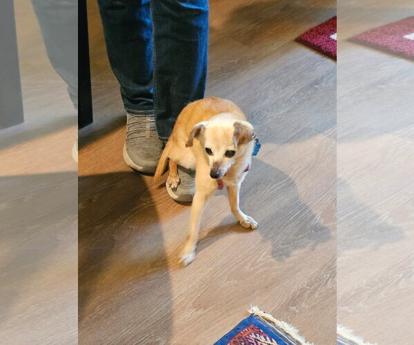 Medium Photo #4 Chipin Puppy For Sale in Aurora, CO, USA