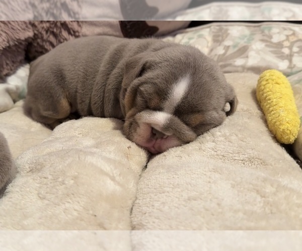 Medium Photo #1 English Bulldog Puppy For Sale in PICO RIVERA, CA, USA