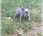Small #3 French Bulldog