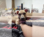 Small American Staffordshire Terrier-Labrador Retriever Mix