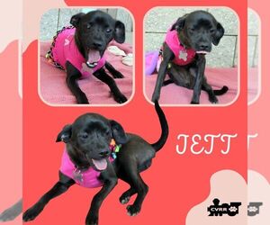 Italian Greyhound-Unknown Mix Dogs for adoption in Lindsay, CA, USA