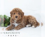 Small Poochon