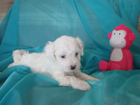 Medium Photo #1 Poochon Puppy For Sale in FLUSHING, MI, USA
