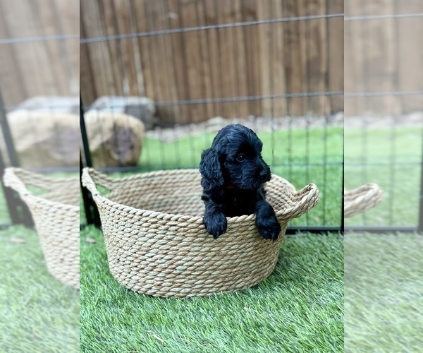 Medium Photo #27 Goldendoodle (Miniature) Puppy For Sale in HALTOM CITY, TX, USA