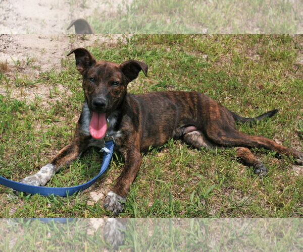 Medium Photo #2 Mountain Cur-Unknown Mix Puppy For Sale in Attalka, AL, USA