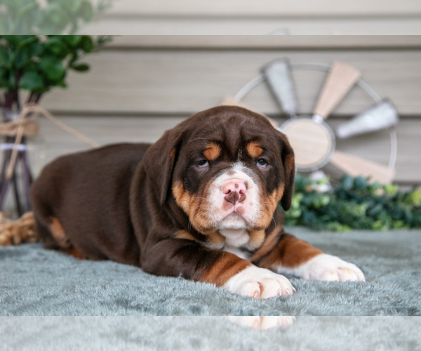 Medium Photo #12 Beabull Puppy For Sale in MILLERSBURG, OH, USA