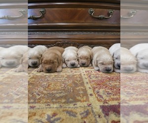 Golden Retriever Puppy for sale in ELVERTA, CA, USA
