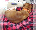 Small #2 Boxer Mix
