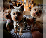 Small #15 Yorkshire Terrier