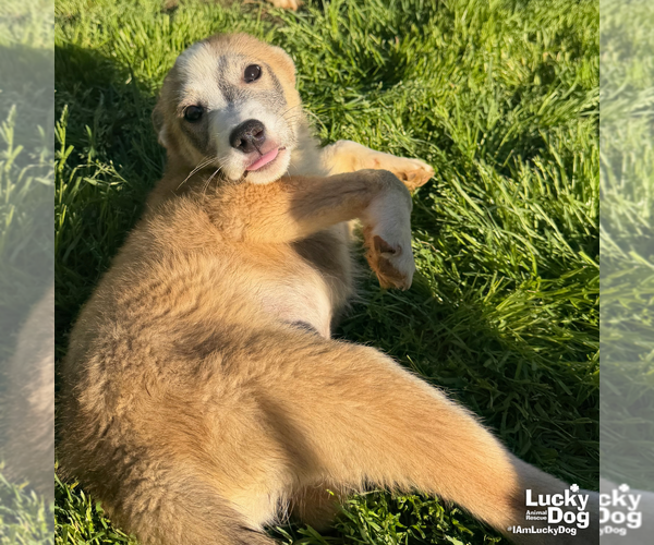 Medium Photo #5 Australian Shepherd-Unknown Mix Puppy For Sale in Washington, DC, USA