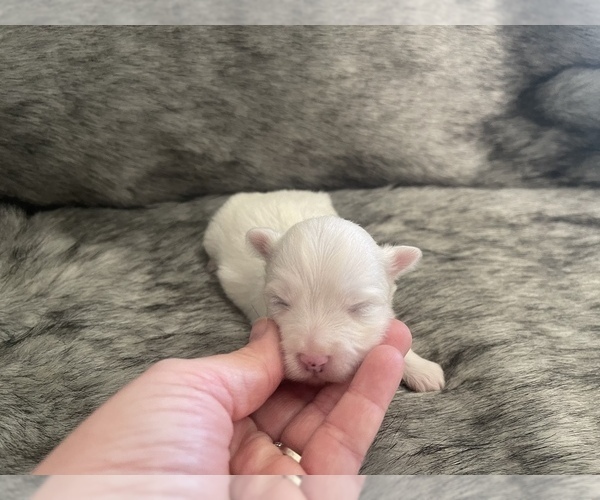 Medium Photo #2 Morkie Puppy For Sale in MORRIS CHAPEL, TN, USA