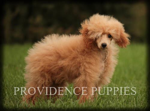 Medium Photo #59 Poodle (Miniature) Puppy For Sale in COPPOCK, IA, USA