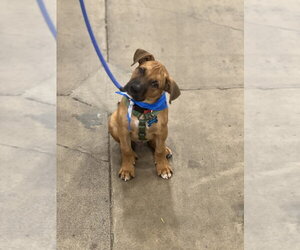 Boxer-Unknown Mix Dogs for adoption in Dana Point, CA, USA