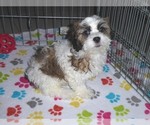 Small Photo #9 Shih-Poo Puppy For Sale in ORO VALLEY, AZ, USA