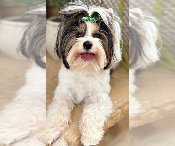 Medium Photo #1 Biewer Terrier Puppy For Sale in PLANO, TX, USA