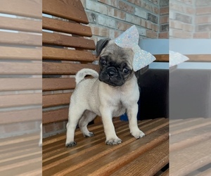 Pug Puppy for sale in INDIANAPOLIS, IN, USA