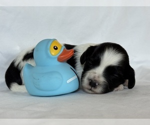 Medium Maltipoo-Shih-Poo Mix