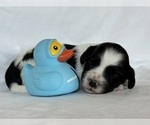 Puppy Belle Maltipoo-Shih-Poo Mix