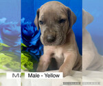 Puppy Puppy 3 Male Great Dane