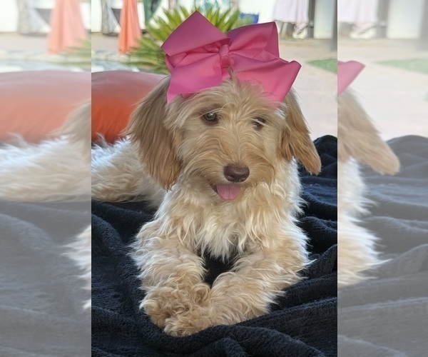 Medium Photo #4 Goldendoodle mix (+ Poodle Miniature) Puppy For Sale in MENIFEE, CA, USA