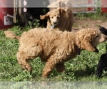 Small Photo #42 Poodle (Standard) Puppy For Sale in GARWOOD, TX, USA