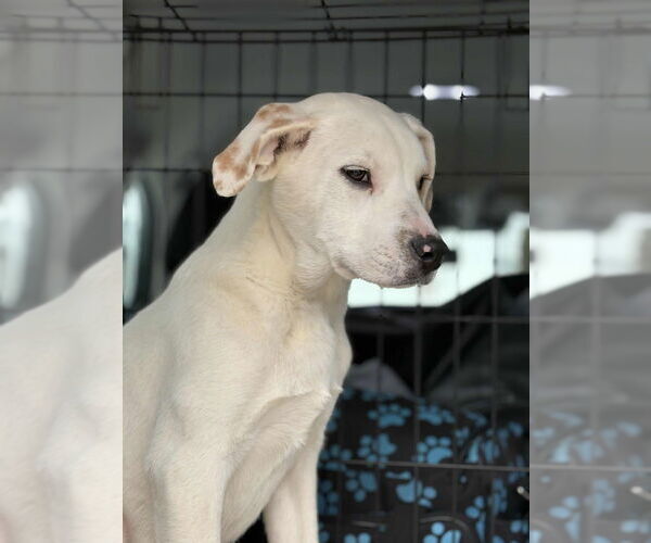 Medium Photo #4 Labrador Retriever-Unknown Mix Puppy For Sale in Utica, NY, USA