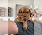 Puppy pink Dogue de Bordeaux