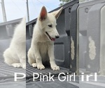 Puppy Bella German Shepherd Dog