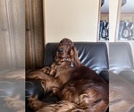 Small #11 Irish Setter